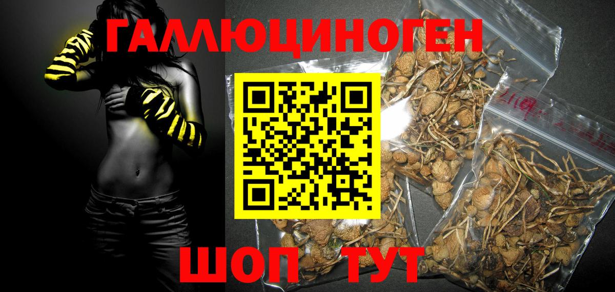 Выборг  Псилоцибиновые грибы мицелий  купить закладку  Вход с VPN 